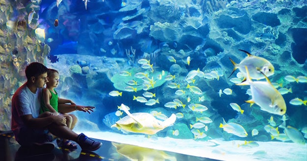 abyssnaut-catalogue-aquarium